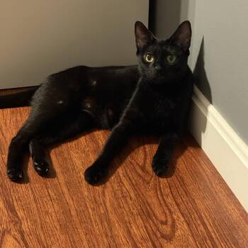 Helen of Troy -  American Shorthair Cat for Adoption in Medford, Massachusetts - Helen Of Troy | PetCurious