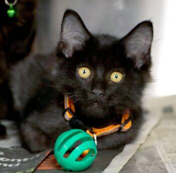 Moondancer (AO37500) -  Domestic Medium Hair Cat for Adoption in Kansas City, Kansas - Moondancer (AO37500) | PetCurious