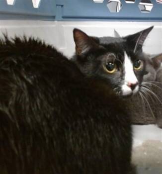 A478814 -  Domestic Short Hair Cat for Adoption in Oklahoma City, Oklahoma - A478814 | PetCurious