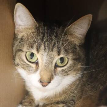 Domestic Short Hair Cats Available for Adoption in Sioux City, Iowa - Nigel | PetCurious