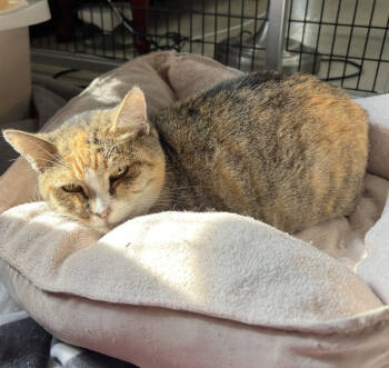 Rescue Domestic Short Hair Cats for Adoption in Stockton, California - Mama Mia | PetCurious