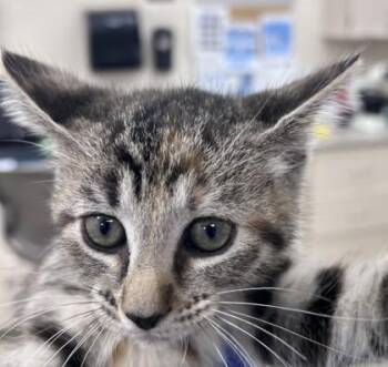 Ginger Snap -  Domestic Short Hair Cat for Adoption in Westland, Michigan - Ginger Snap | PetCurious