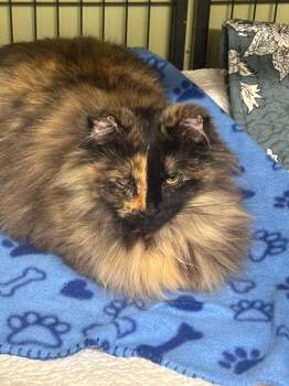 Domestic Medium Hair Cats Available for Adoption - Mardi Gras | PetCurious