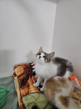 Eevee -  Domestic Short Hair Cat for Adoption in Huntington, Indiana - Eevee | PetCurious