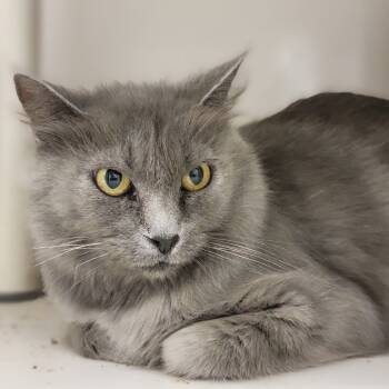 Rescue Domestic Medium Hair Cats for Adoption in Sarasota, Florida - Abra | PetCurious