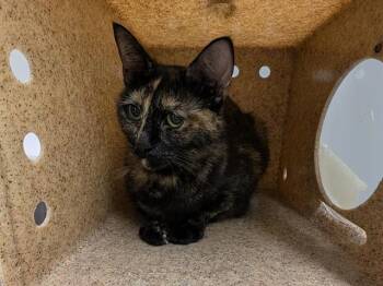CLEO -  Domestic Short Hair Cat for Adoption in Kent, Washington - CLEO | PetCurious