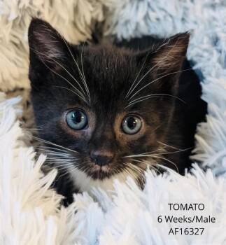 Tomato -  Domestic Short Hair Cat for Adoption - Tomato | PetCurious