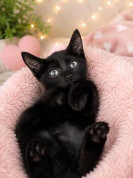Astrid -  Domestic Short Hair Cat for Adoption in Fort Myers, Florida - Astrid | PetCurious