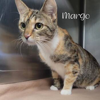 Margo -  Domestic Short Hair Cat for Adoption in Parkersburg, West Virginia - Margo | PetCurious
