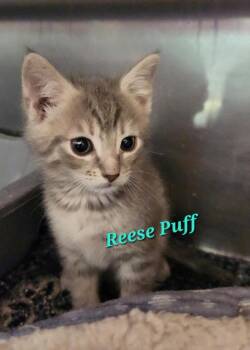 Reese