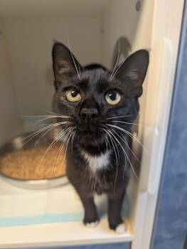 Mosey Mosey -  Domestic Short Hair Cat for Adoption in Bellingham, Washington - Mosey Mosey | PetCurious