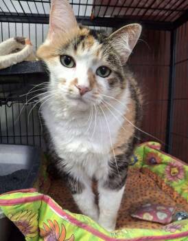 Calico Cats Available for Adoption - TRIXIE | PetCurious