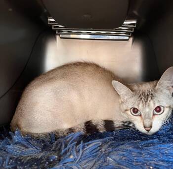 Tater -  Siamese Cat for Adoption in Aberdeen, Washington - Tater | PetCurious