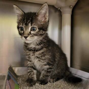 Prince Charming -  Domestic Short Hair and Domestic Medium Hair Cat for Adoption in Columbia, Missouri - Prince Charming | PetCurious