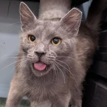 Domestic Short Hair Cats Available for Adoption in Smithfield, North Carolina - Smokey | PetCurious