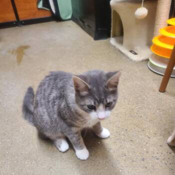 Flurry -  Domestic Short Hair Cat for Adoption in Buffalo, New York - Flurry | PetCurious