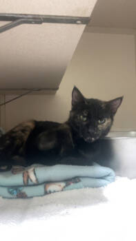 Rescue Domestic Long Hair and Domestic Short Hair Cats for Adoption in Columbus, Indiana - Rolo | PetCurious