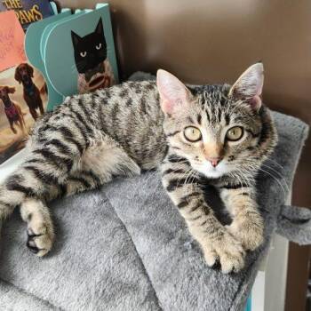 Biscuits & Gravy -  Domestic Short Hair Cat for Adoption in Elizabeth, Illinois - Biscuits & Gravy | PetCurious