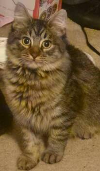 Domestic Medium Hair Cats Available for Adoption in College Station, Texas - Benito | PetCurious