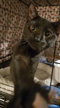 Heidi N. - A Little Beauty With a Big Heart -  Domestic Short Hair Cat for Adoption in New York, New York - Heidi N. - A Little Beauty With A Big Heart | PetCurious