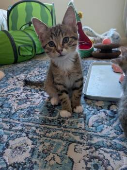 Domestic Short Hair Cats Available for Adoption in Oceanside, California - Wanda | PetCurious