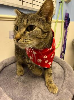 Domestic Short Hair Cats Available for Adoption in Sparta, Illinois - Selma | PetCurious