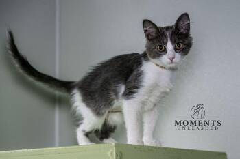 Dumpling -  Domestic Long Hair Cat for Adoption - Dumpling | PetCurious