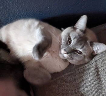 Rescue Domestic Short Hair and Siamese Cats for Adoption in Hillsboro, Oregon - SMOKIE #1727 - Offered By Owner - Lynx Pt.Siamese | PetCurious