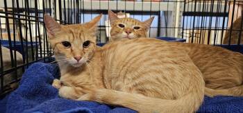 Tarragon -  Domestic Short Hair Cat for Adoption in Powder Springs, Georgia - Tarragon | PetCurious