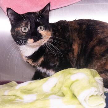 Domestic Short Hair Cats Available for Adoption in Seattle, Washington - California Dreamin