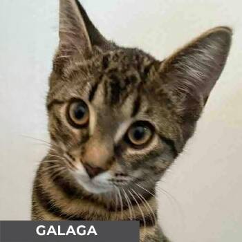 Rescue Domestic Short Hair Cats for Adoption in Toronto, Ontario - Galaga | PetCurious