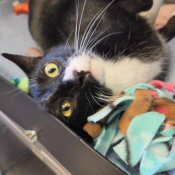 Lewis -  Domestic Short Hair Cat for Adoption in Rock Falls, Illinois - Lewis | PetCurious