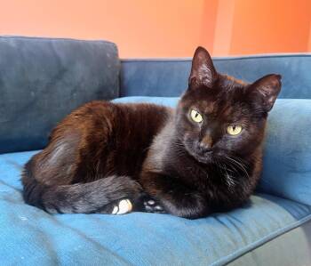 Watson -  Domestic Short Hair Cat for Adoption in Reston, Virginia - Watson | PetCurious