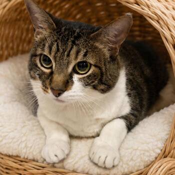 Leia -  Domestic Short Hair Cat for Adoption in Kanab, Utah - Leia | PetCurious