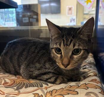 Domestic Short Hair Cats Available for Adoption in Little Elm, Texas - Hetaro | PetCurious