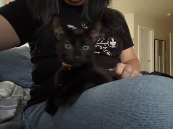 Street Corn -  Domestic Medium Hair Cat for Adoption in Fort Collins, Colorado - Street Corn | PetCurious