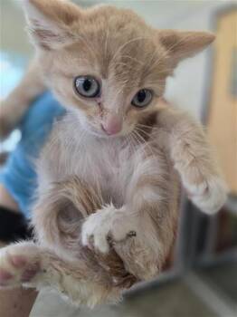 MOOSKA -  Domestic Short Hair Cat for Adoption in San Antonio, Texas - MOOSKA | PetCurious