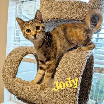Jody -  Domestic Short Hair Cat for Adoption in Overland Park, Kansas - Jody | PetCurious