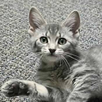 Asbestos better known as "S.B." -  Tabby and Domestic Short Hair Cat for Adoption in Shippenville, Pennsylvania - Asbestos Better Known As "S.B." | PetCurious