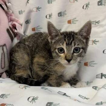 Neptune -  Domestic Short Hair Cat for Adoption in Long Beach, California - Neptune | PetCurious