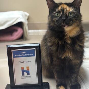 Rescue Domestic Medium Hair Cats for Adoption in Mebane, North Carolina - Molly | PetCurious