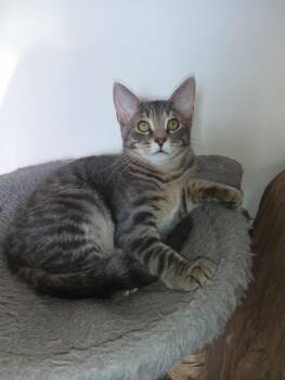 Rescue Domestic Short Hair Cats for Adoption in Grand Rapids, Minnesota - Ash | PetCurious