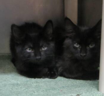 ANNIE & CHARLOTTE -  Domestic Medium Hair Cat for Adoption in Taunton, Massachusetts - ANNIE & CHARLOTTE | PetCurious