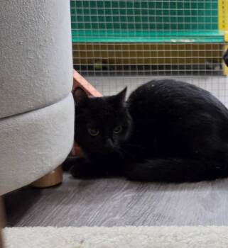 Domestic Short Hair Cats Available for Adoption in Town 