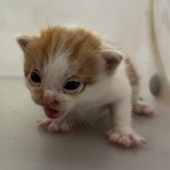 Pomegranate -  Domestic Short Hair Cat for Adoption in Columbus, Georgia - Pomegranate | PetCurious