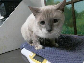 A2090676 -  Siamese and Domestic Short Hair Cat for Adoption in Houston, Texas - A2090676 | PetCurious