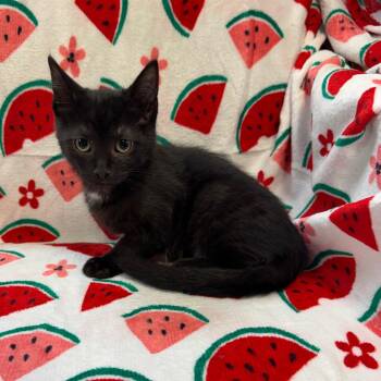 Luna 66552 -  Domestic Medium Hair Cat for Adoption in Kittanning, Pennsylvania - Luna 66552 | PetCurious