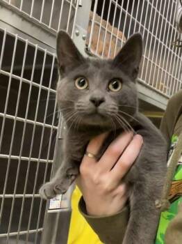 Domestic Short Hair Cats Available for Adoption in Munster, Indiana - Sycamore | PetCurious