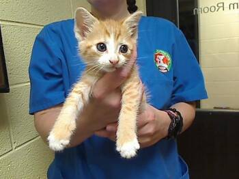 CARPENTER BEE -  Domestic Short Hair Cat for Adoption in Cookeville, Tennessee - CARPENTER BEE | PetCurious