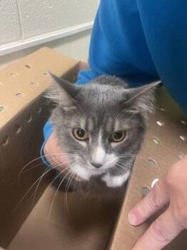 Angus -  Domestic Long Hair Cat Available for Adoption in Wichita, Kansas - Angus | PetCurious